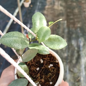 Hoya Lacunosa mint coin, Hoya rare 4&quot;