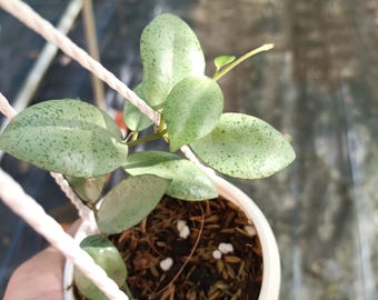 Moneda de menta Hoya Lacunosa, Hoya rara 4"