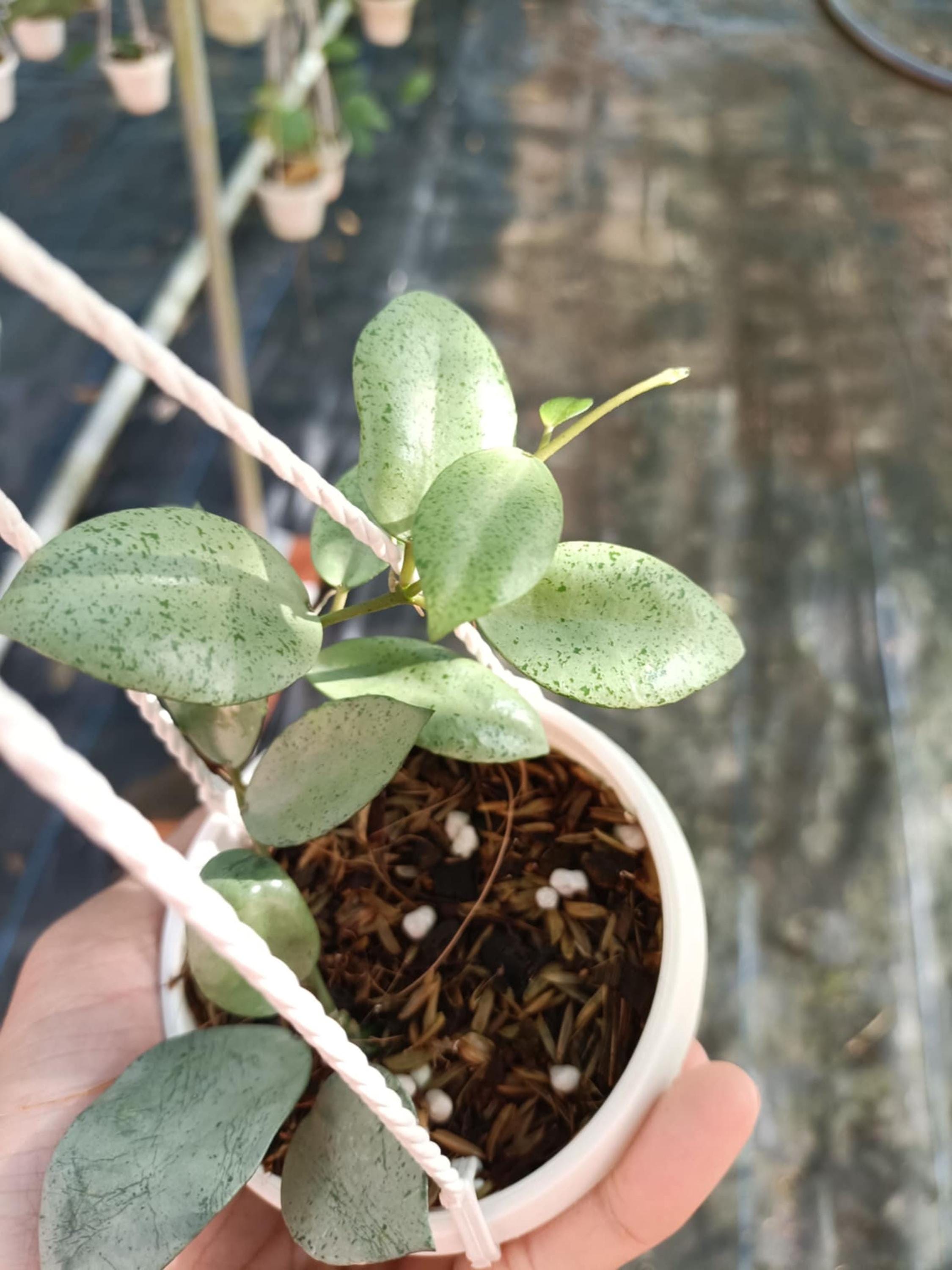 Hoya Lacunosa Silver Mint Coin - Etsy
