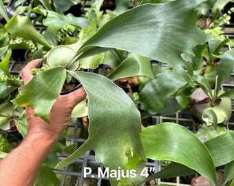 Platycerium 'Majus', 4" pot