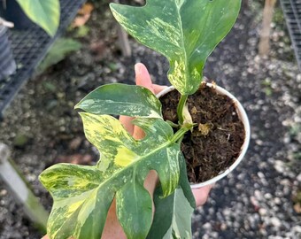 フィロデンドロン・ディスタンティロブム斑入り植物 | 珍しい、よく