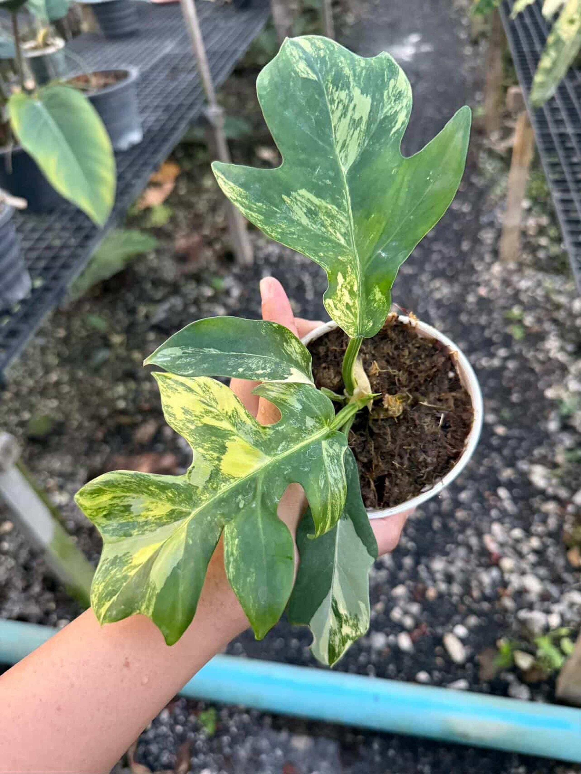 Philodendron Distantilobum Variegated Plant | RARE Well Variegated