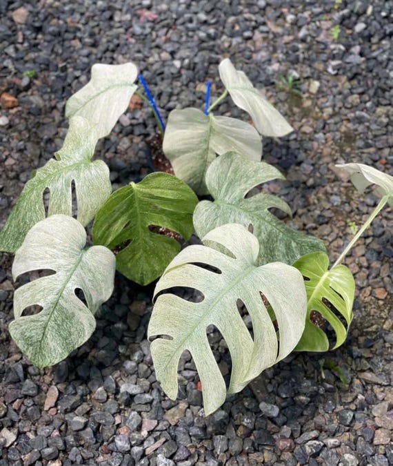Mint Variegated Monstera Deliciosa Plant, 6