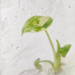 Könnte beinhalten: Nahaufnahme einer kleinen Pflanze mit einem einzelnen, großen, grün-weiß panaschierten Blatt. Die Pflanze hat einen schlanken grünen Stiel und mehrere kleinere Blätter. Der Hintergrund ist eine verschwommene, helle Oberfläche mit Wassertröpfchen.