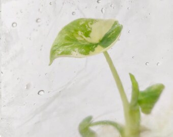 Variegated Platinum Alocasia Plant – Rare Tissue Culture