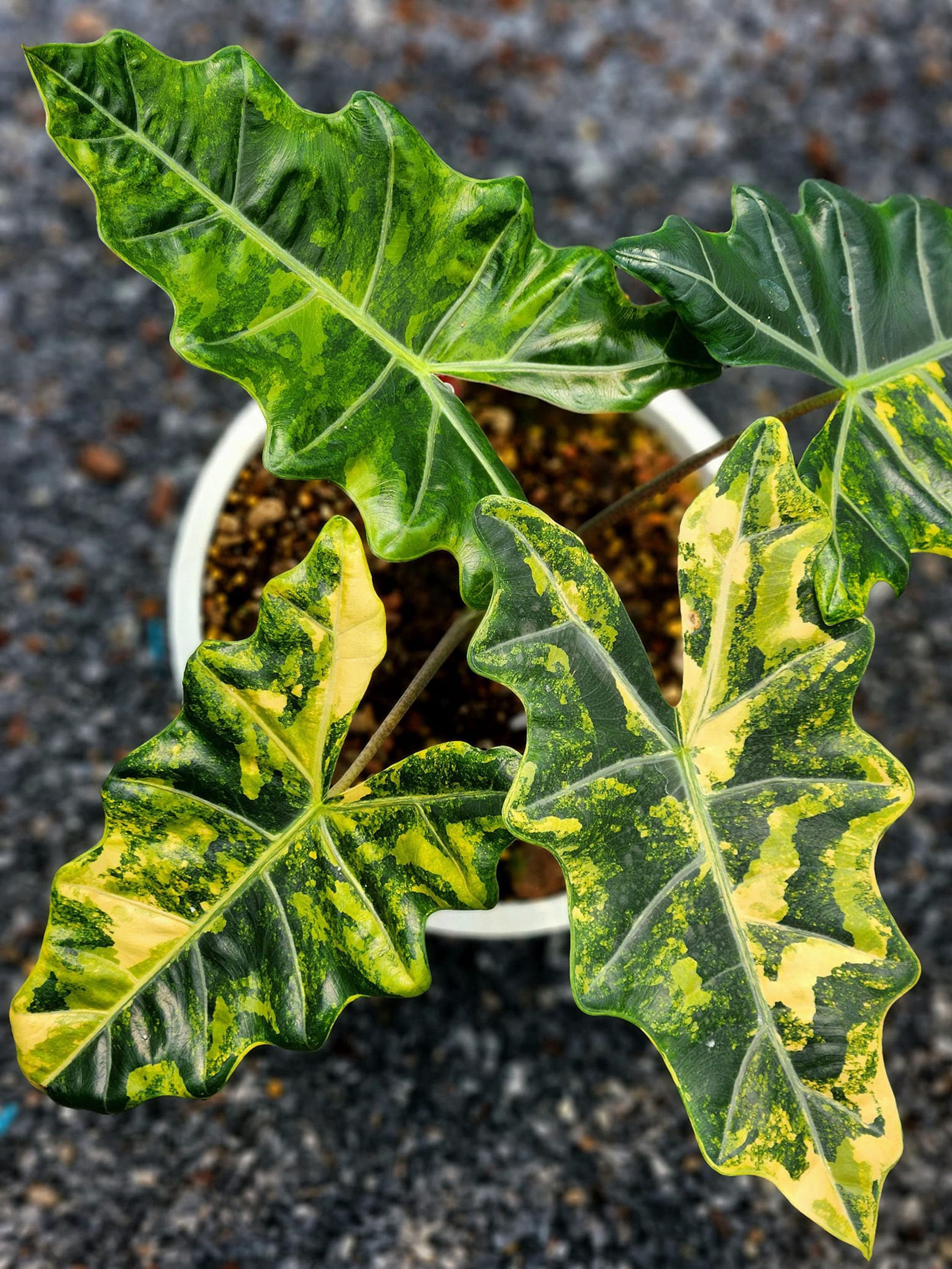 その他観葉植物 Alocasia 'Pseudo Sanderiana Variegata Rare Variegated Alocasia Plant – Pseudo Sanderiana Aurea Tissue