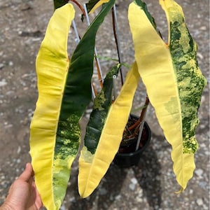Variegated Philodendron Billietiae Plant - Rare Aroid with Well Roots