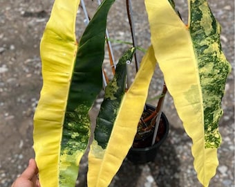 Vielfarbige Philodendron Billietiae Pflanze - Seltene Aroid mit  Brunnenwurzeln - Etsy sterreich