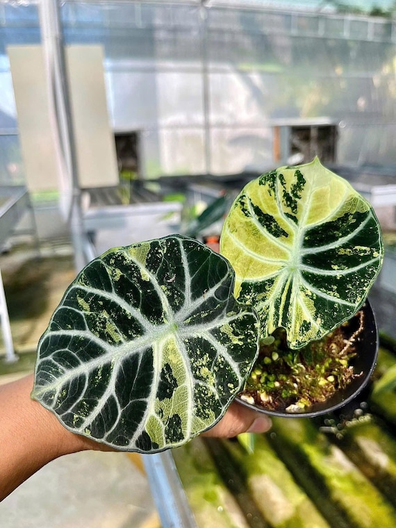 Variegated Alocasia Ninja Tricolor Tissue Culture Plant - Etsy Israel