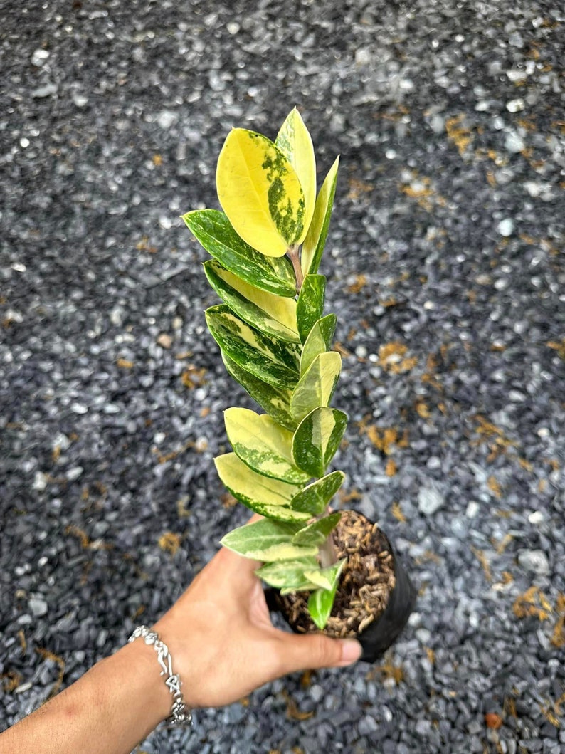 USCustomVN ZZ Plant - Thumbnail 3