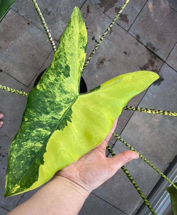 アロカシア・ゼブリナ 斑入り Alocasia Zebrina Aurea Alocasia zebrina aurea variegated Shipping worldwide with