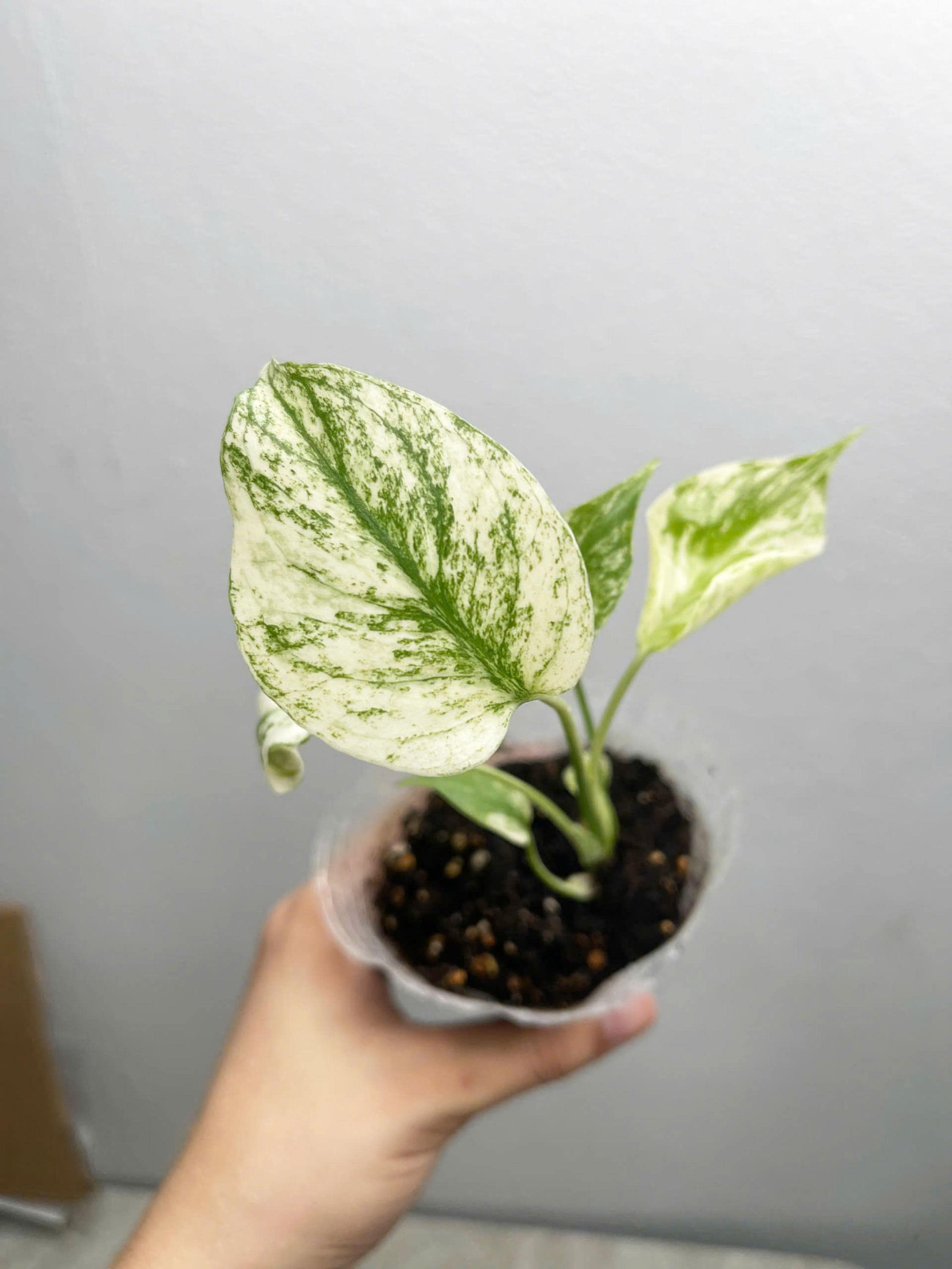 Monstera Deliciosa 'white Monster' Starter Plant, 4