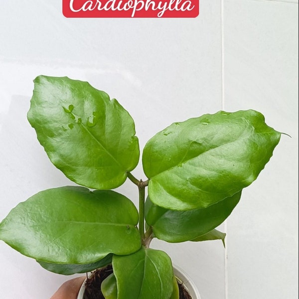 Hoya Cardiophylla