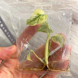 Puede incluir: Una planta variegada con hojas verdes y blancas está en una bolsa de plástico transparente con agua. La planta tiene raíces y está lista para ser plantada.