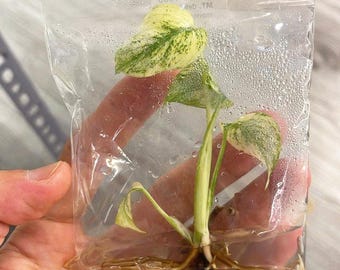 High Variegation Monstera Deliciosa White Monster Tissue Culture Plant