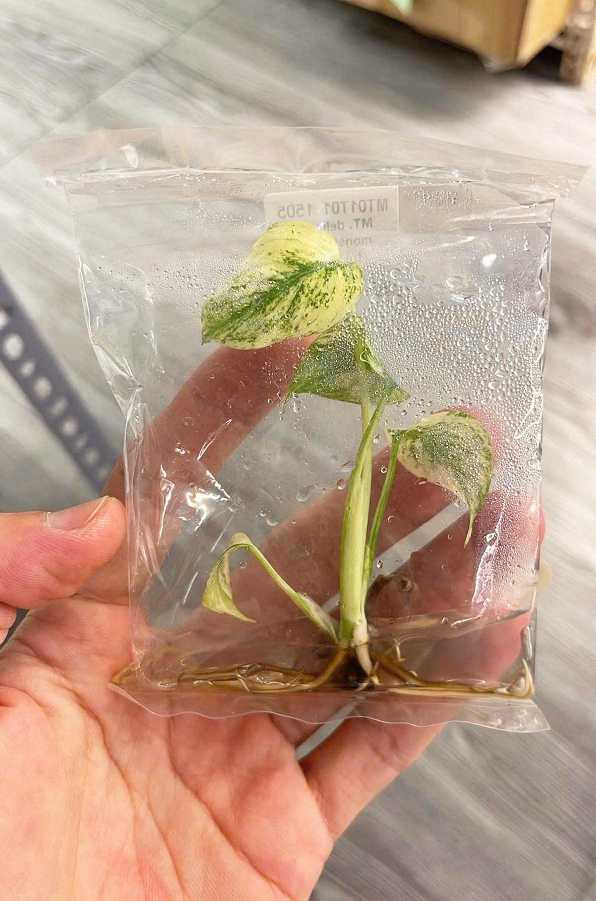 green plant☆様ご依頼用 Amazon.com: Tweandar Audrey 2 Piranha Plant Building Block Set