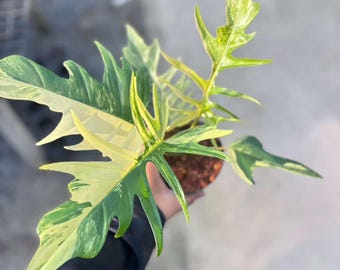 Philodendron Florida beauty x Tortum variegated 6" pot - From 3 leaves