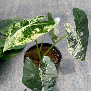 Alocasia frydek variegated 4" pot Plant well variegation - Grower's choice