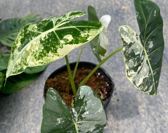 アロカシア フリーデック 斑入り 4インチポット 斑入り植物 - 栽培者の