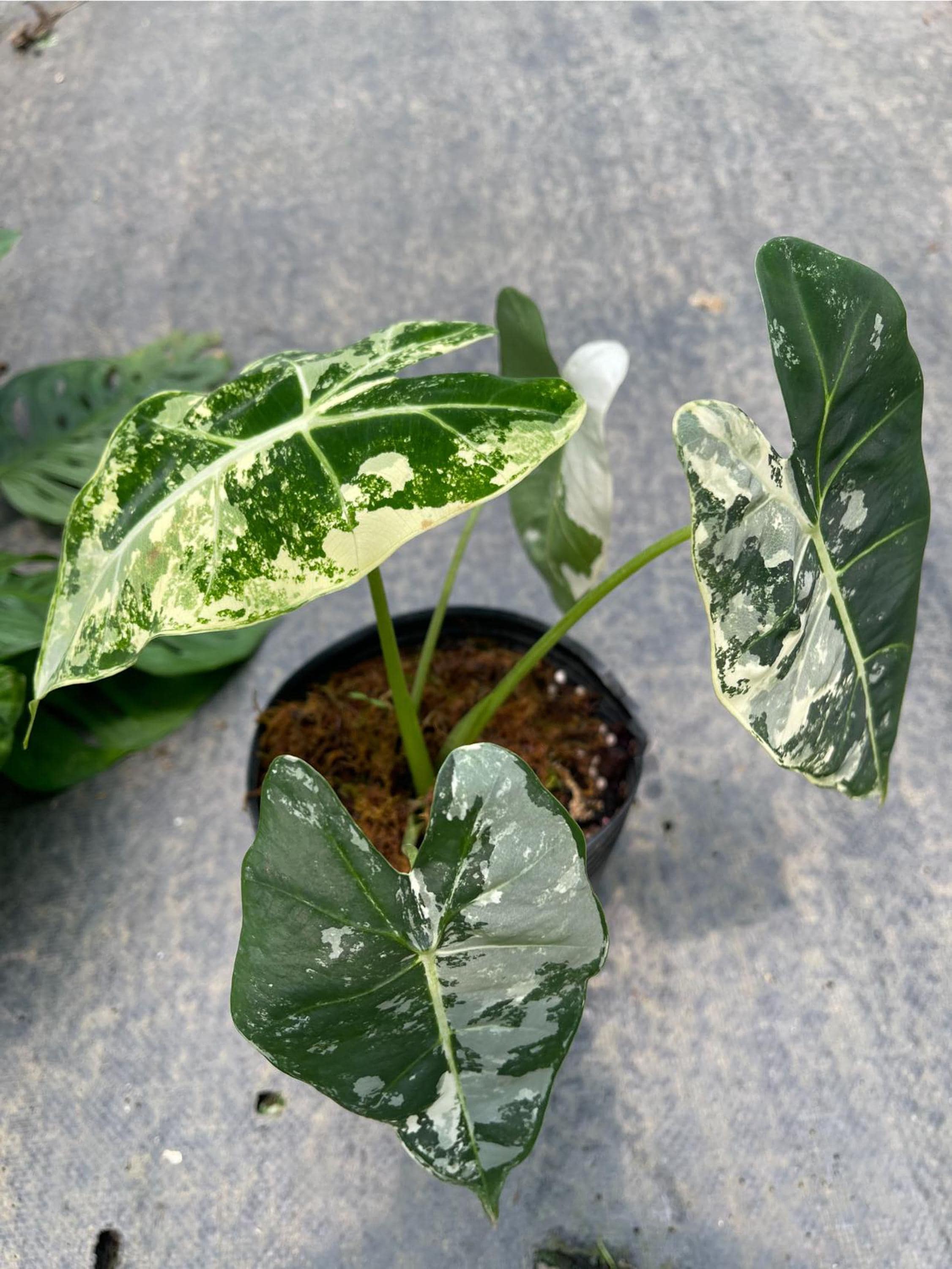 アロカシア フリーデック 斑入り 4インチポット 斑入り植物 - 栽培者の