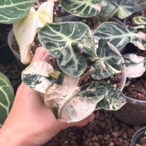 ALOCASIA HEART BALLON var/アロカシア ハートバルーン ALOCASIA HEART BALLON VARIGATED / アロカシア ハートバルーン 斑入