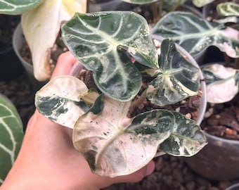 Variegated Pink Alocasia Heart Balloon | 4" Potted Plant