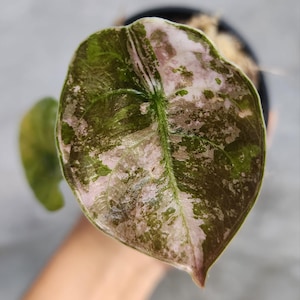 Alocasia cuprea Pink mint variegated, cuprea red secret pink Tissue Culture - High variegation Grower&#39;s choice (1 Plant/Glass Bottle, Bag)