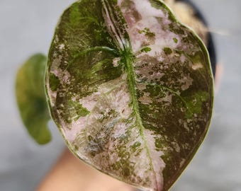 Alocasia cuprea Pink mint variegated, cuprea red secret pink Tissue Culture - High variegation Grower&#39;s choice (1 Plant/Glass Bottle, Bag)