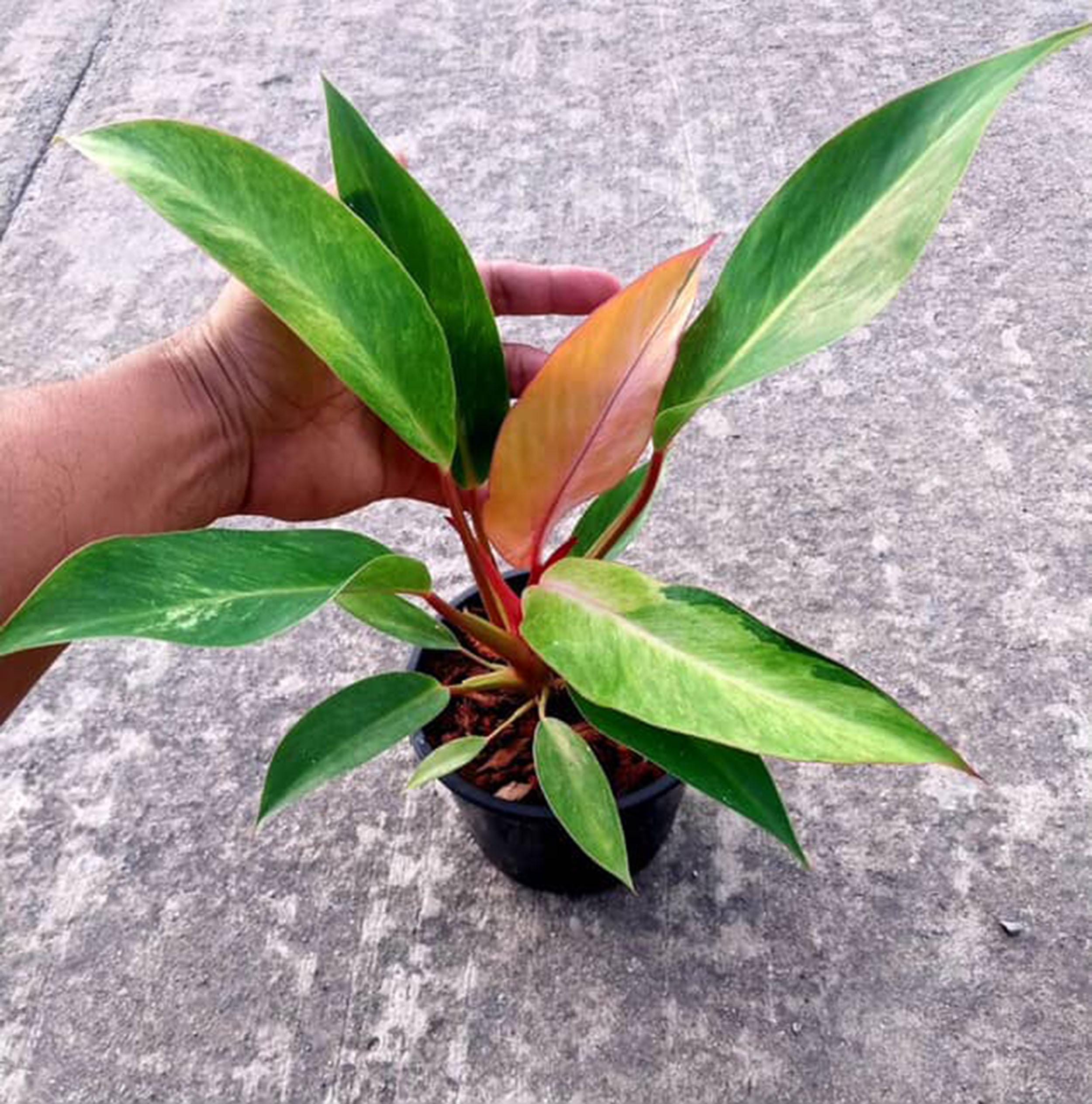 Philodendron Firebird Variegated Plant | RARE Well Variegated - Etsy