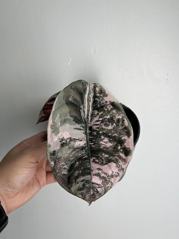 アロカシア・クプレア ピンクミント斑入り、レッドシークレットピンク