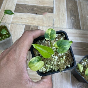 Angela philodendron - Etsy 日本