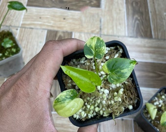Philodendron Sp. Silver Angel - Etsy