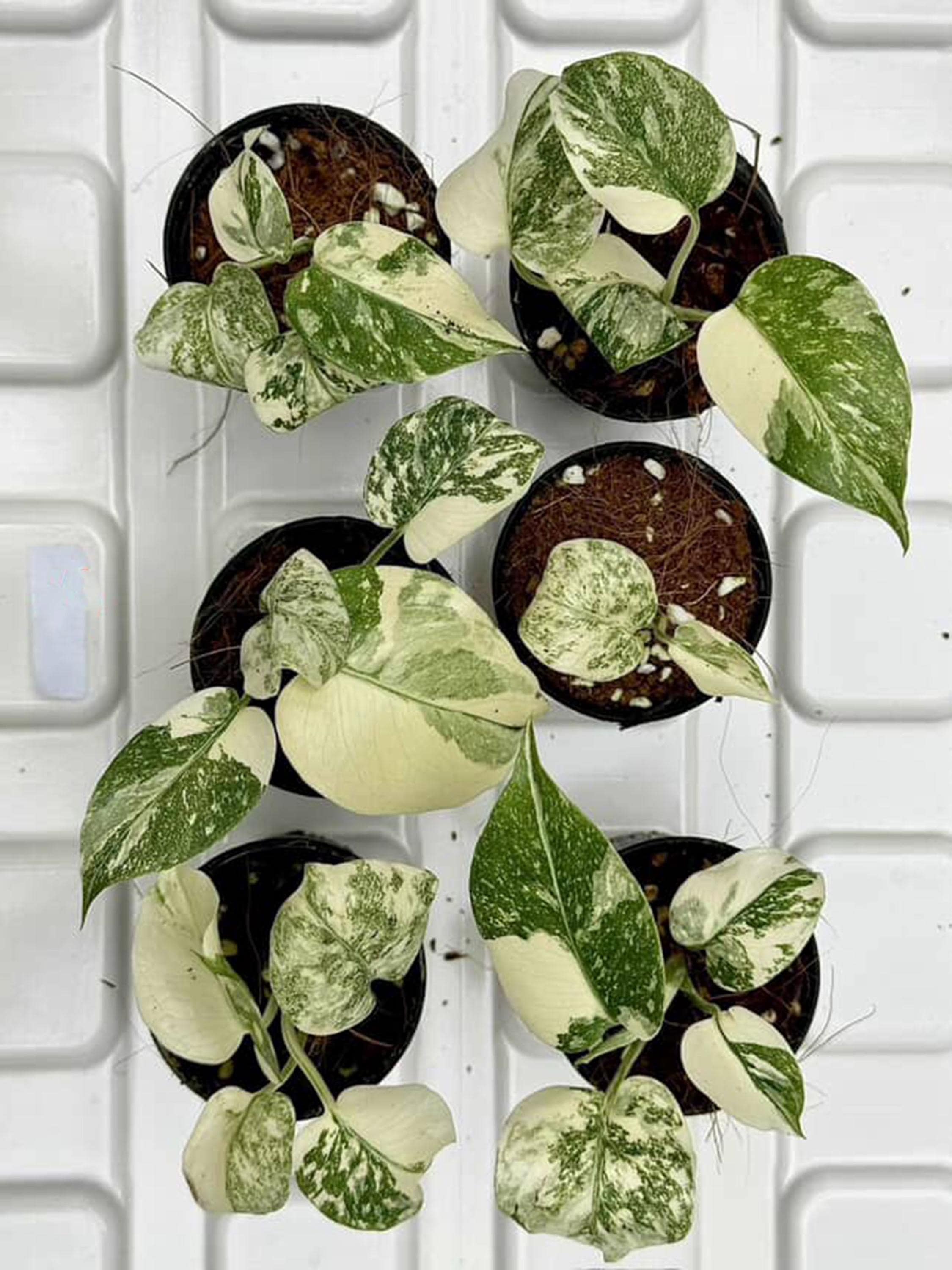 Legacy Variegated Monstera Deliciosa | Set of 6 Starter Plants - Etsy