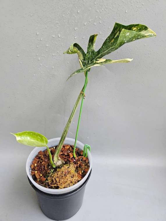 モンステラメデューサ斑入り、斑入り - Etsy 日本