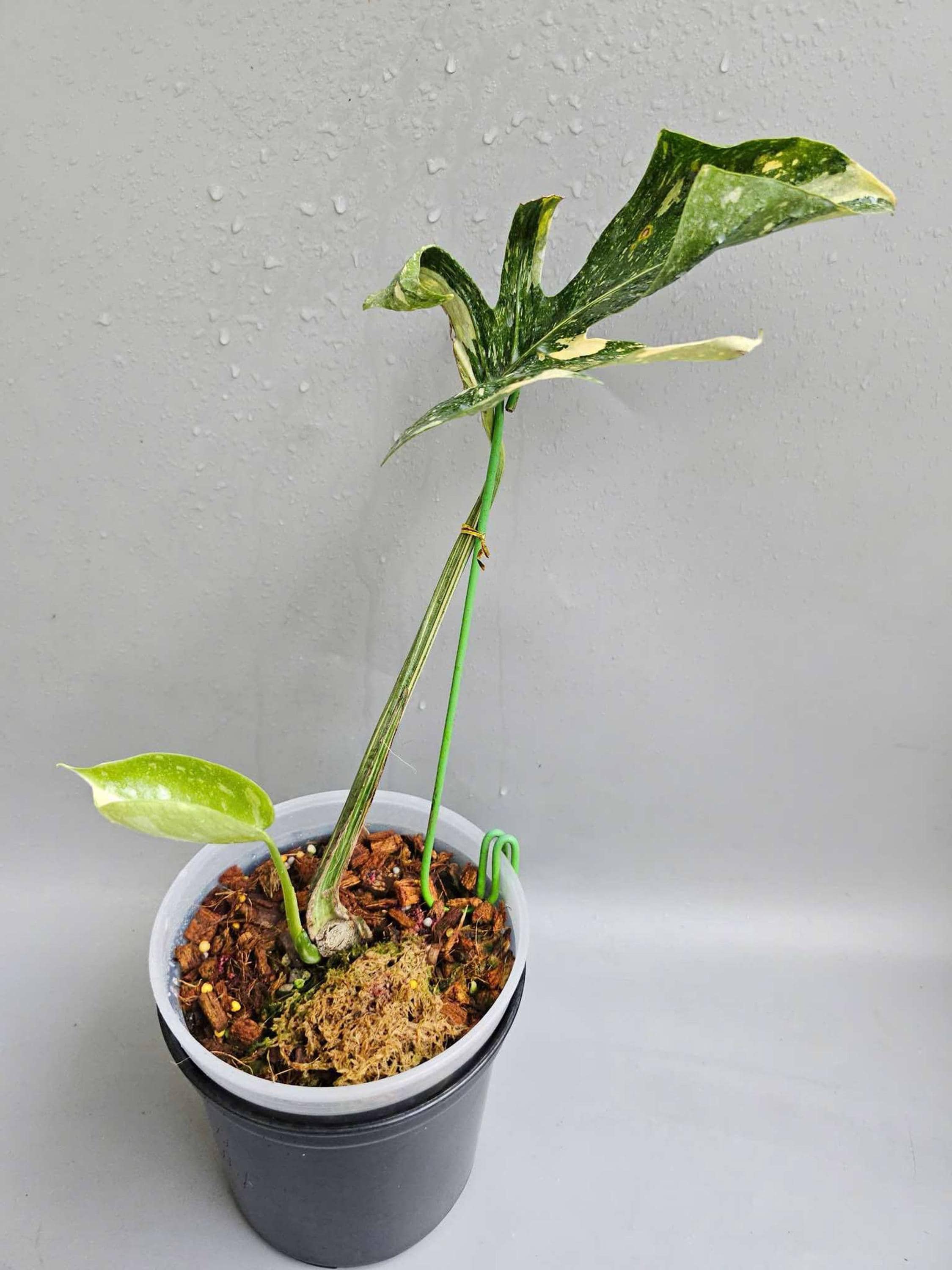 モンステラメデューサ斑入り、斑入り - Etsy 日本
