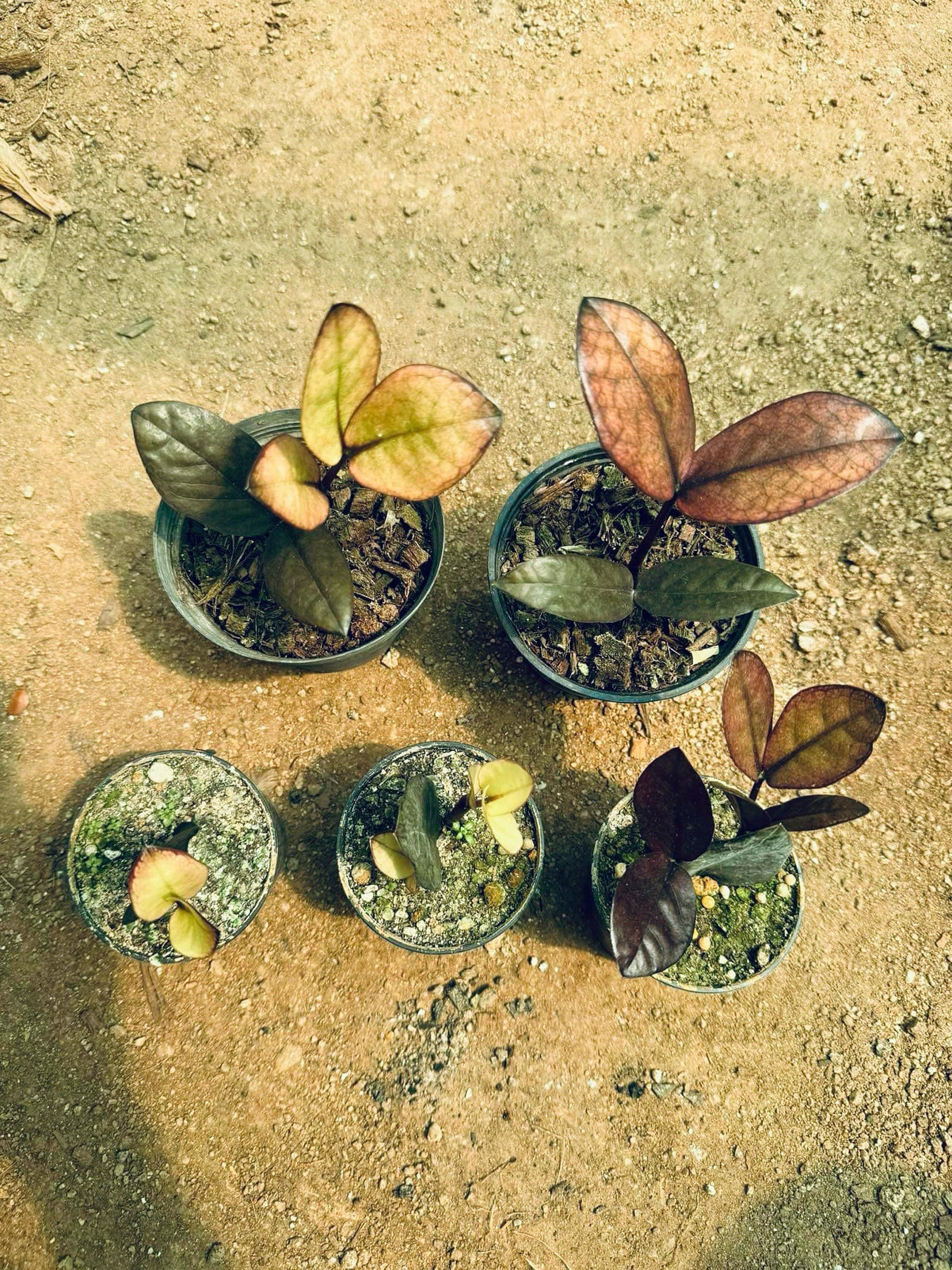 その他観葉植物 zamioculcas zamiifolia raven black pink ZZ Raven Black Pink Orange Variegated from Thailand