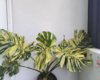 il_340x270.7426492197_ax8t.jpg