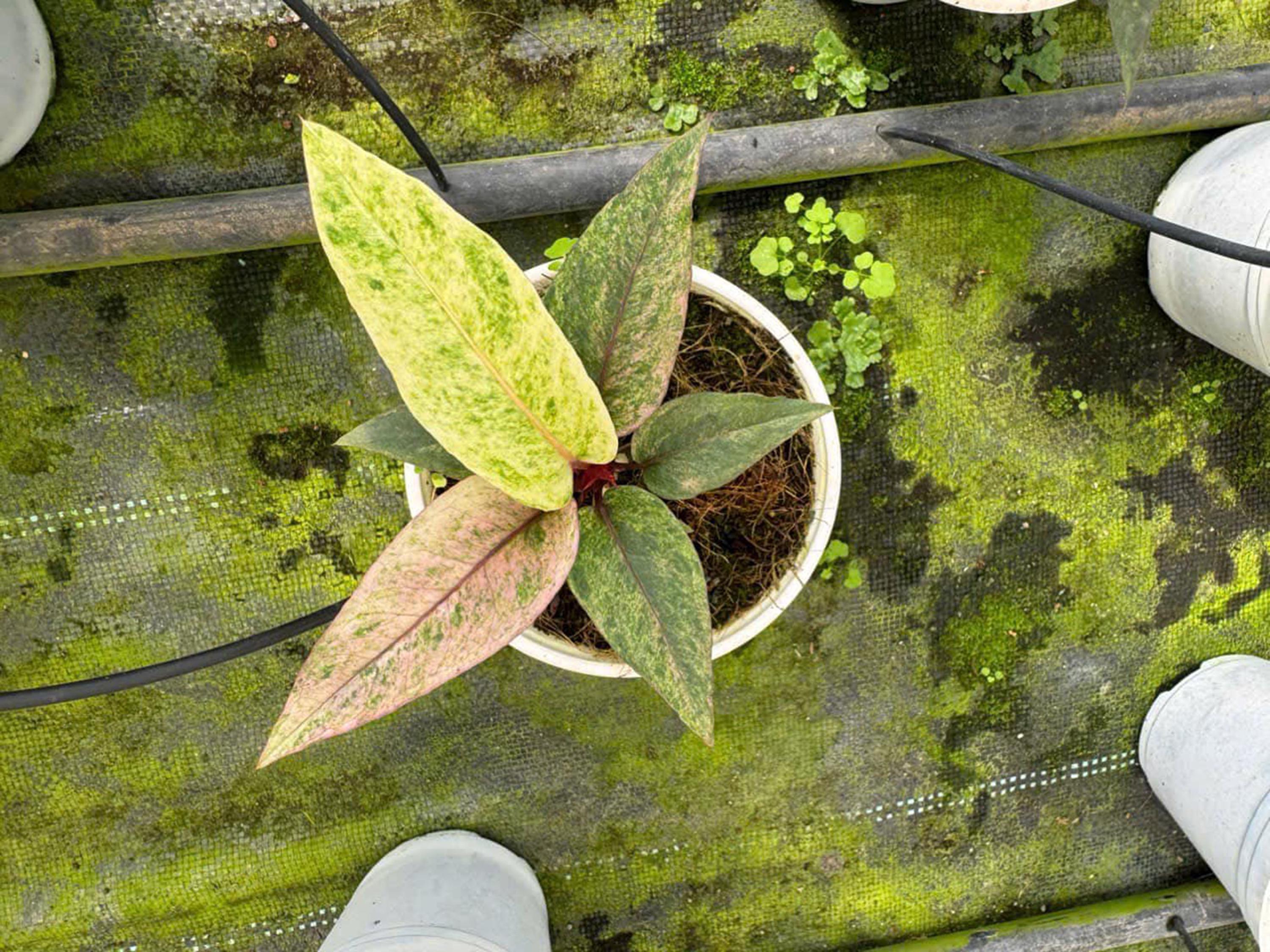Anthurium Hookeri Pink Variegated 4