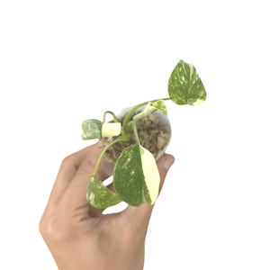 Monstera Thai Constellation Variegated Starter Plant well variegation (PLANTS require you to purchase 2 plants)