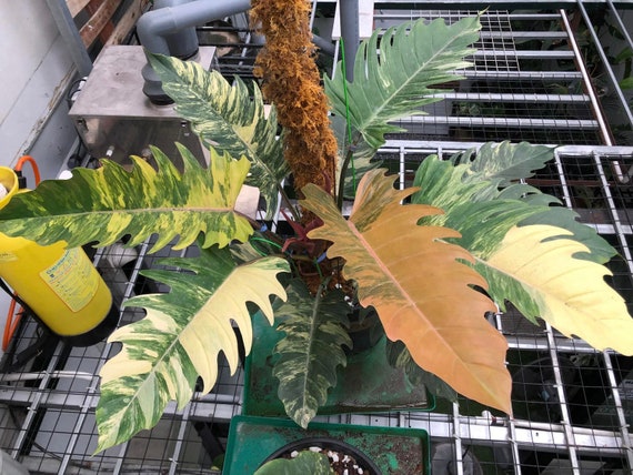 philodendron tropft Philodendron 'Tortum'