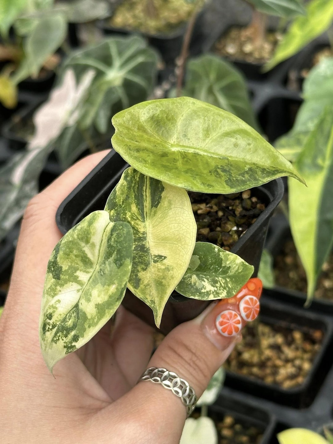 Cultivo de tejidos de Alocasia sedenii aurea variegada Alta