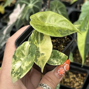 Alocasia sedenii aurea abigarrada - Planta de cultivo de tejidos raros