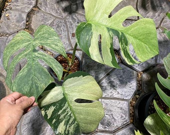 Mint Monstera Deliciosa, Variegated Plant No 4 - Etsy