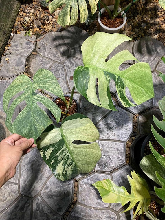 ＊モンステラ＊ミント＊Monstera＊Mint＊ Monstera Deliciosa Mint Variegated NOID (Intermediate Form) (wk41