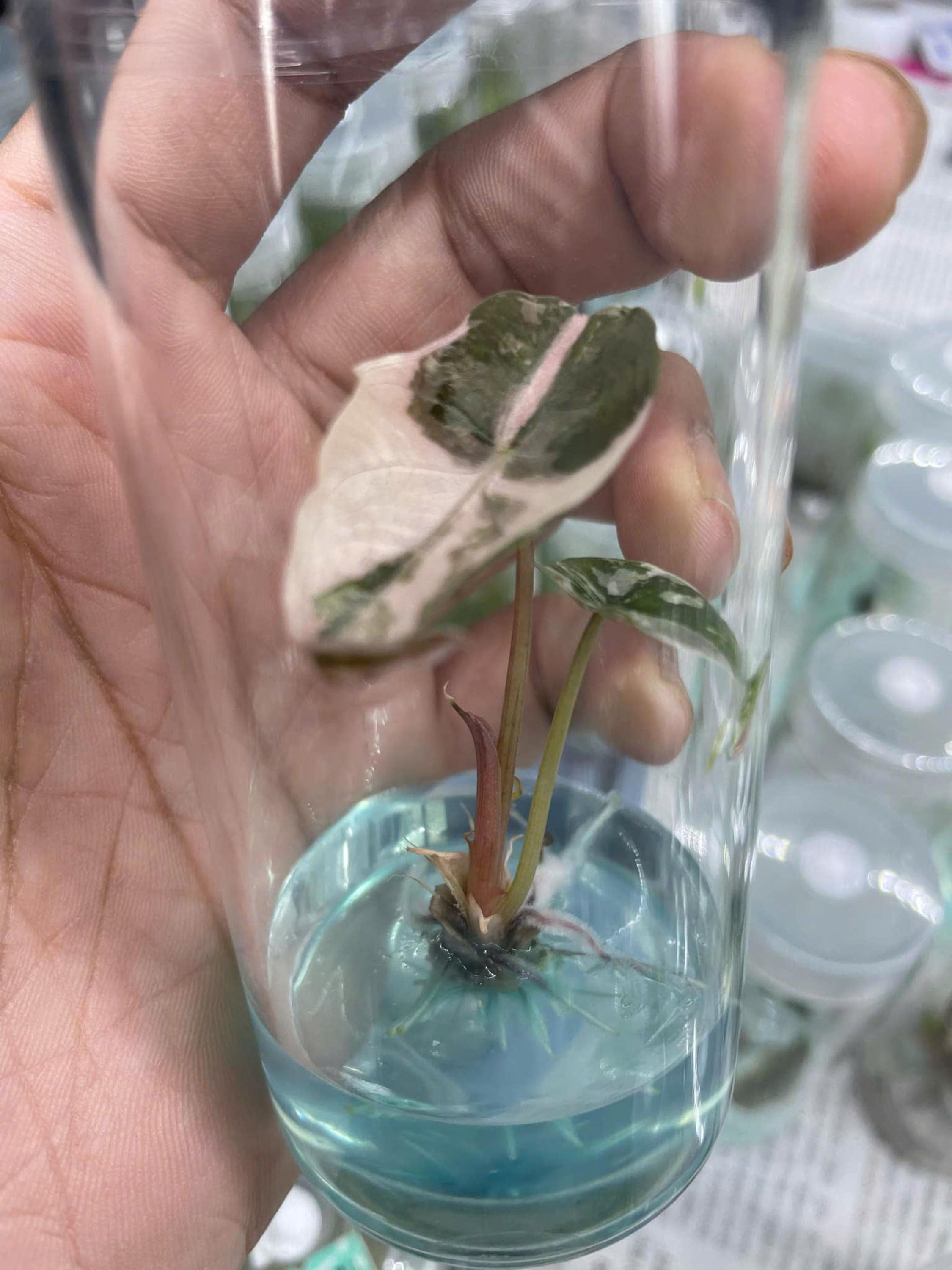 斑入りピンクアロカシア・シャントリエリ - 組織培養植物 - Etsy 日本