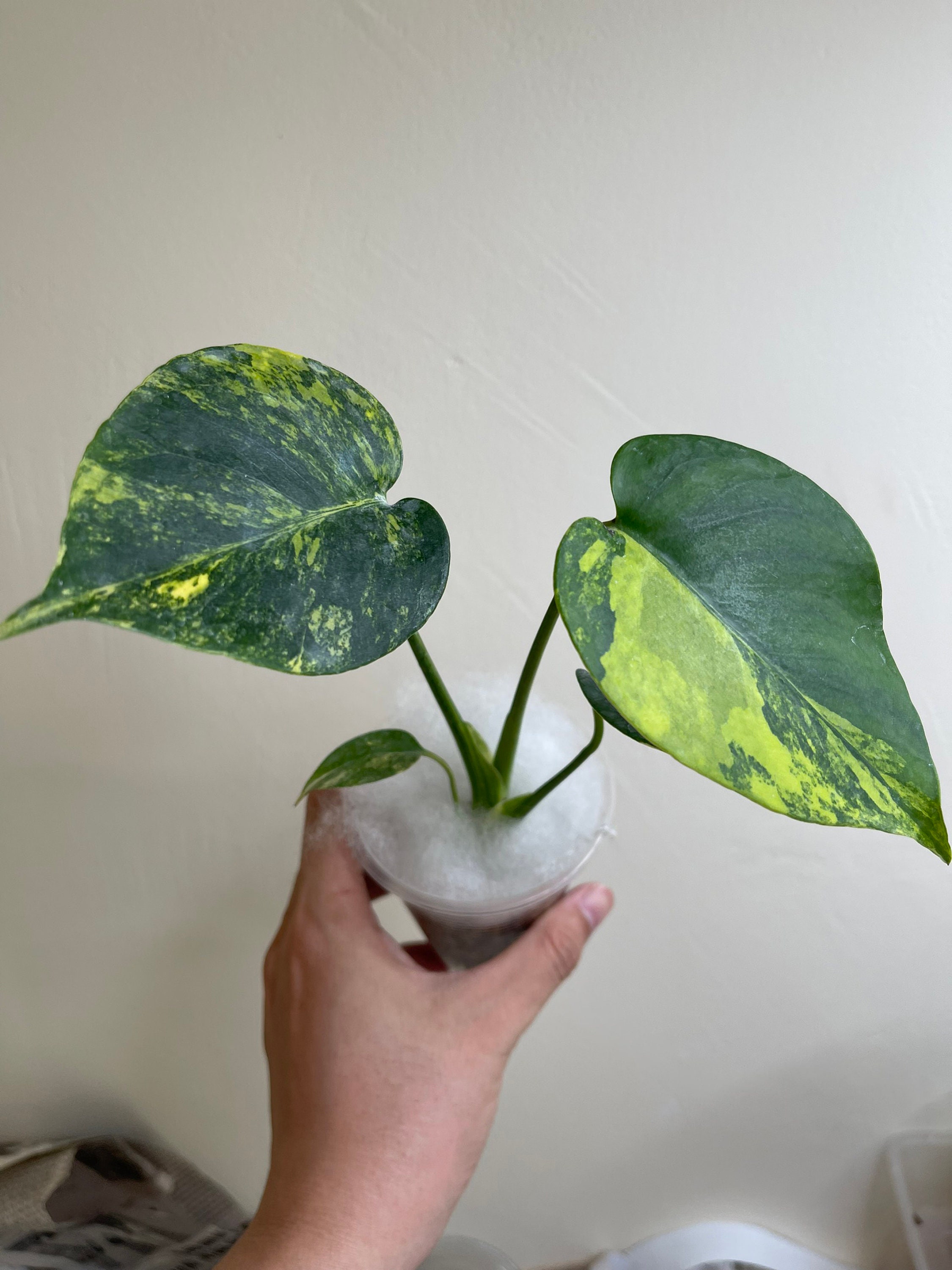 Variegated Yellow Marilyn Monstera Plant, 4