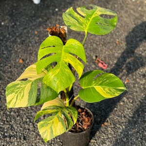 May include: A variegated Monstera plant with yellow and green leaves in a black pot. The plant is growing on a moss pole.