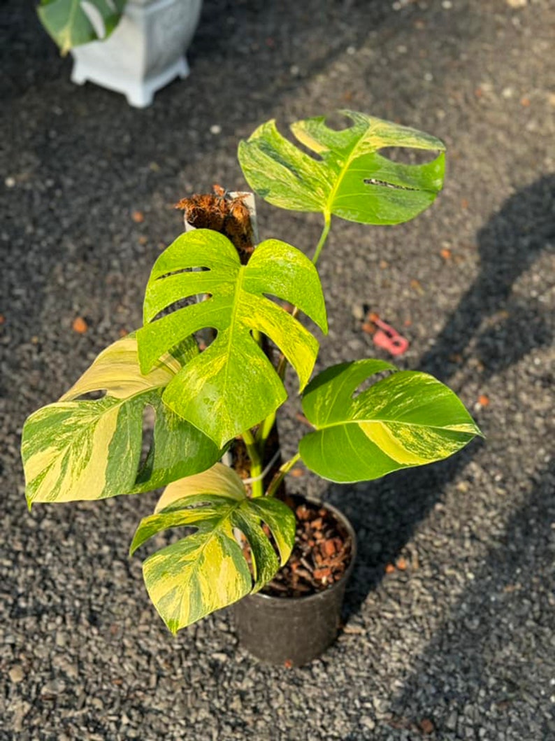 May include: A variegated Monstera plant with yellow and green leaves in a black pot. The plant is growing on a moss pole.