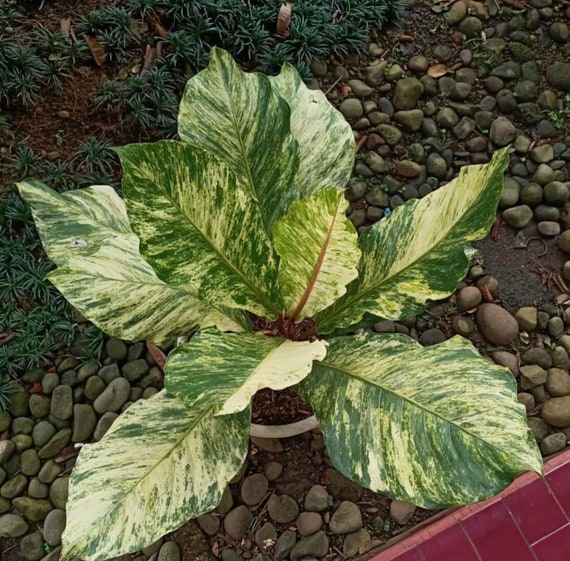 where can i get a elephant ear plant from Buy Elephant Ear Plants & Trees Online main image 0