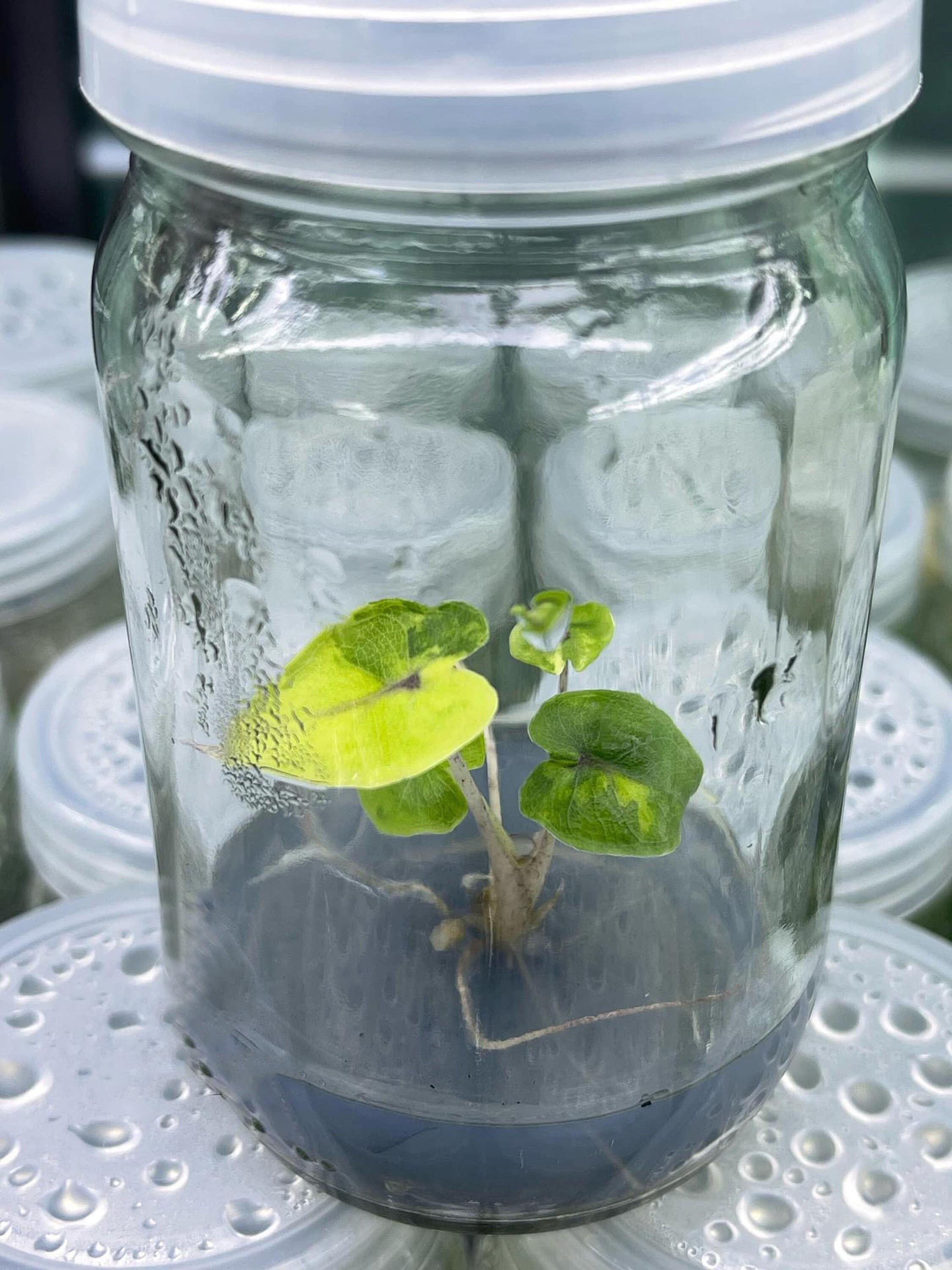 斑入りアロカシア・ユカタン・プリンセス – 希少な組織培養植物 - Etsy